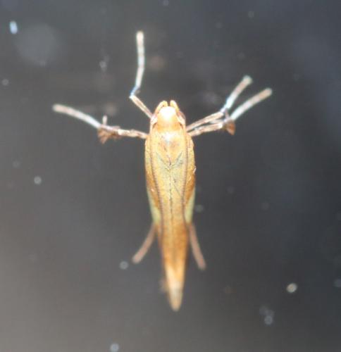 Caloptilia robustella